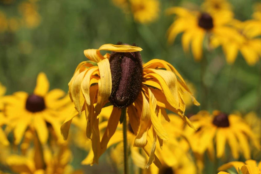 fasciation rudbekia